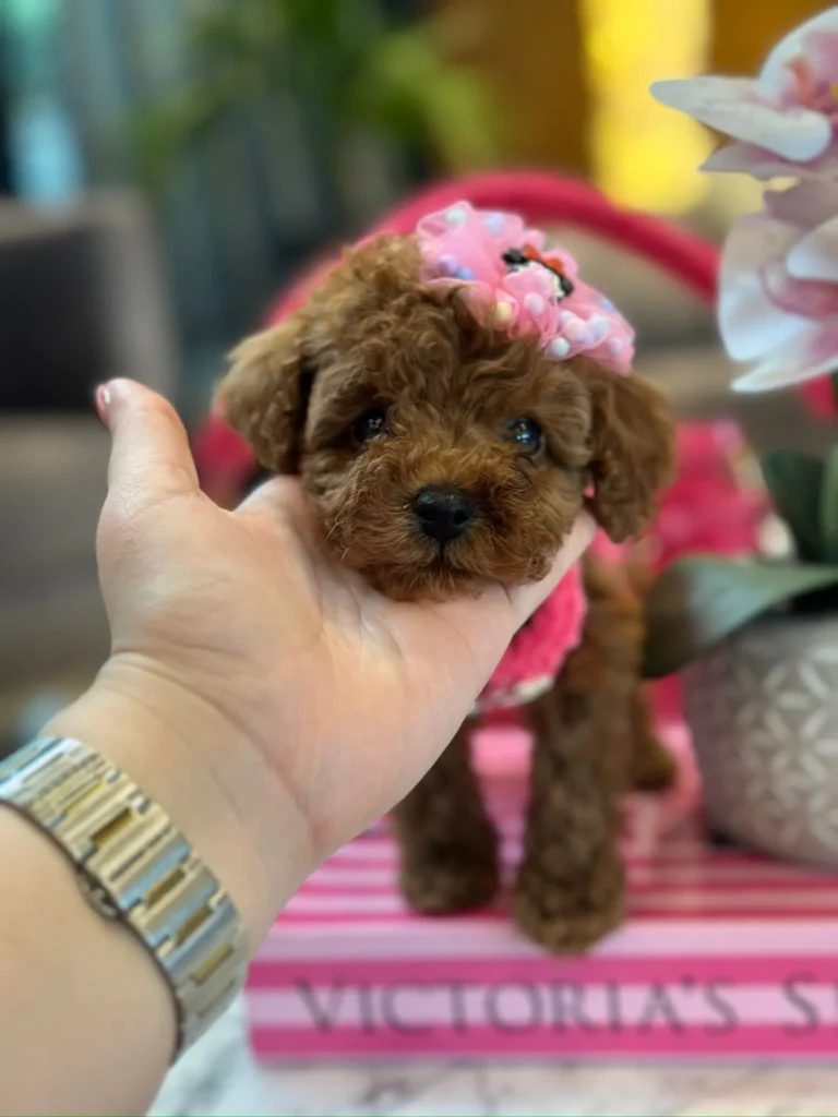 teacup