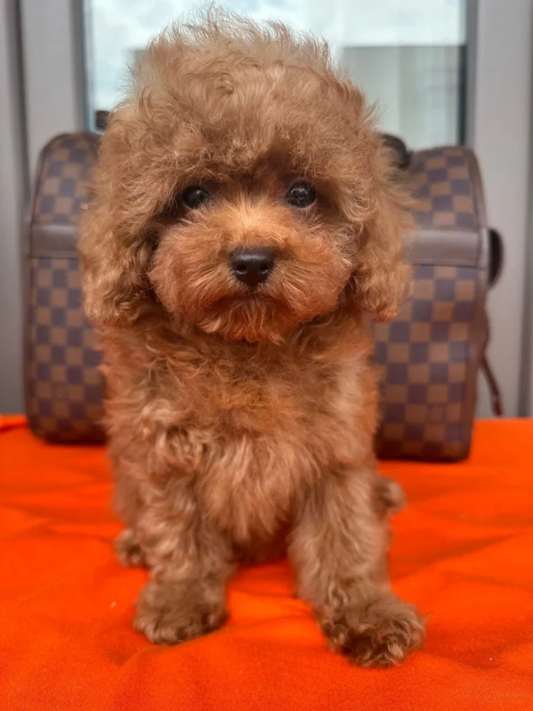 teacup-poodle-fiyat