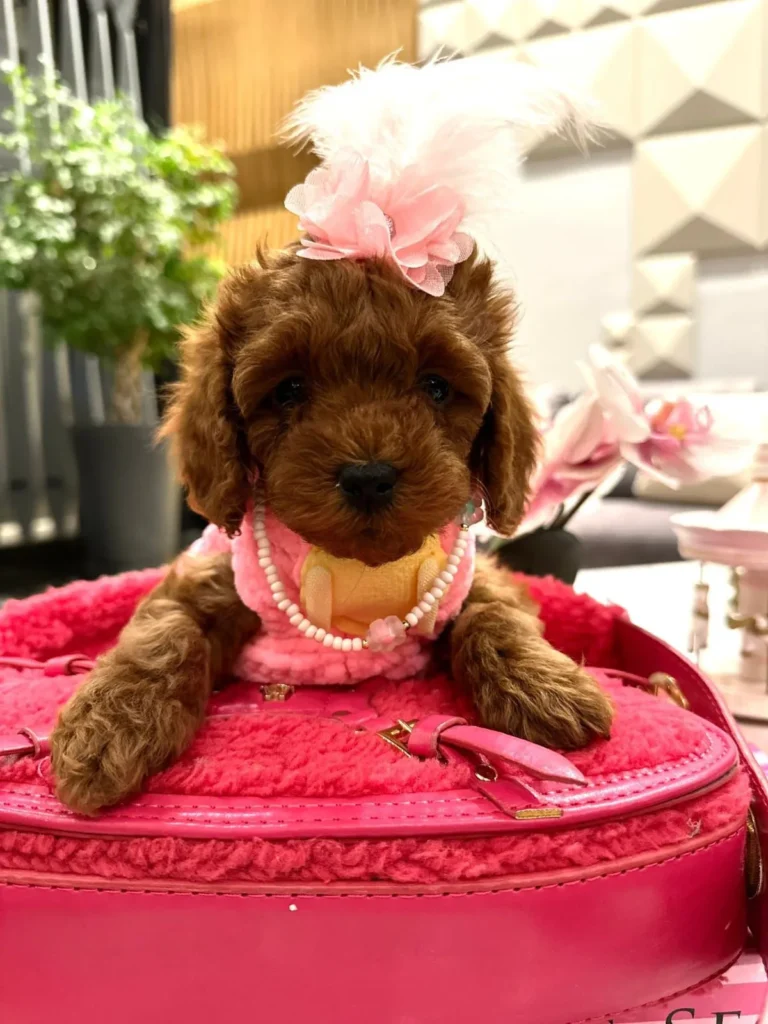 teacup-poodle-fiyatları